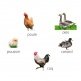 SET VAN 5 VOGELGELUIDEN - DE BOERDERIJ