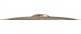 STRATUS CYMBAL 14