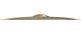 Cymbale Stratus 18